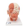 3B Scientific Head Musculature - w/ 3B Smart Anatomy 1001239